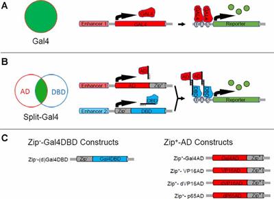 The Drosophila Split Gal4 System for Neural Circuit Mapping